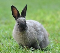 what is cruelty free makeup