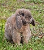 what is cruelty free makeup